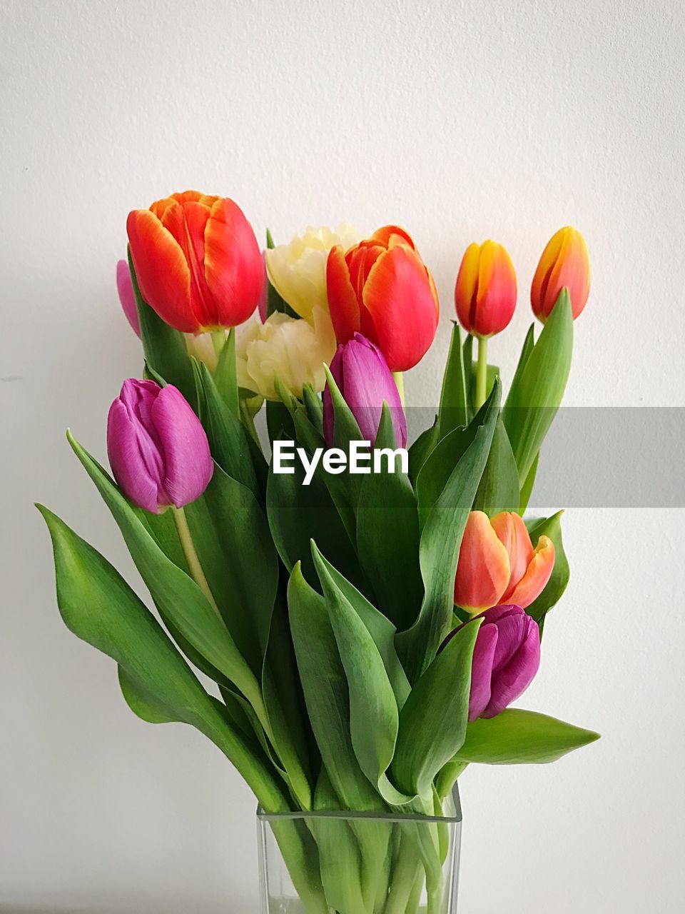 CLOSE-UP OF PINK TULIP FLOWERS IN VASE