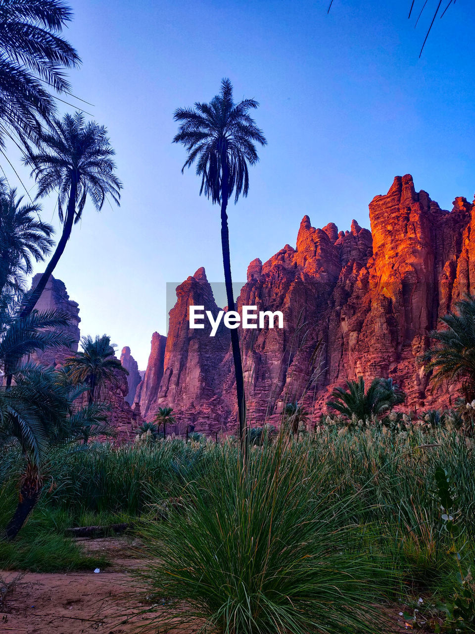 PALM TREES ON ROCKS AGAINST SKY