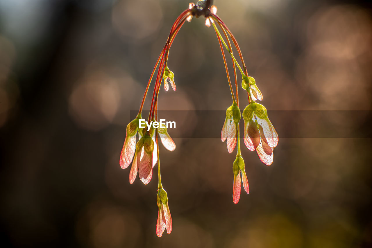 Close-up of maple seeds 