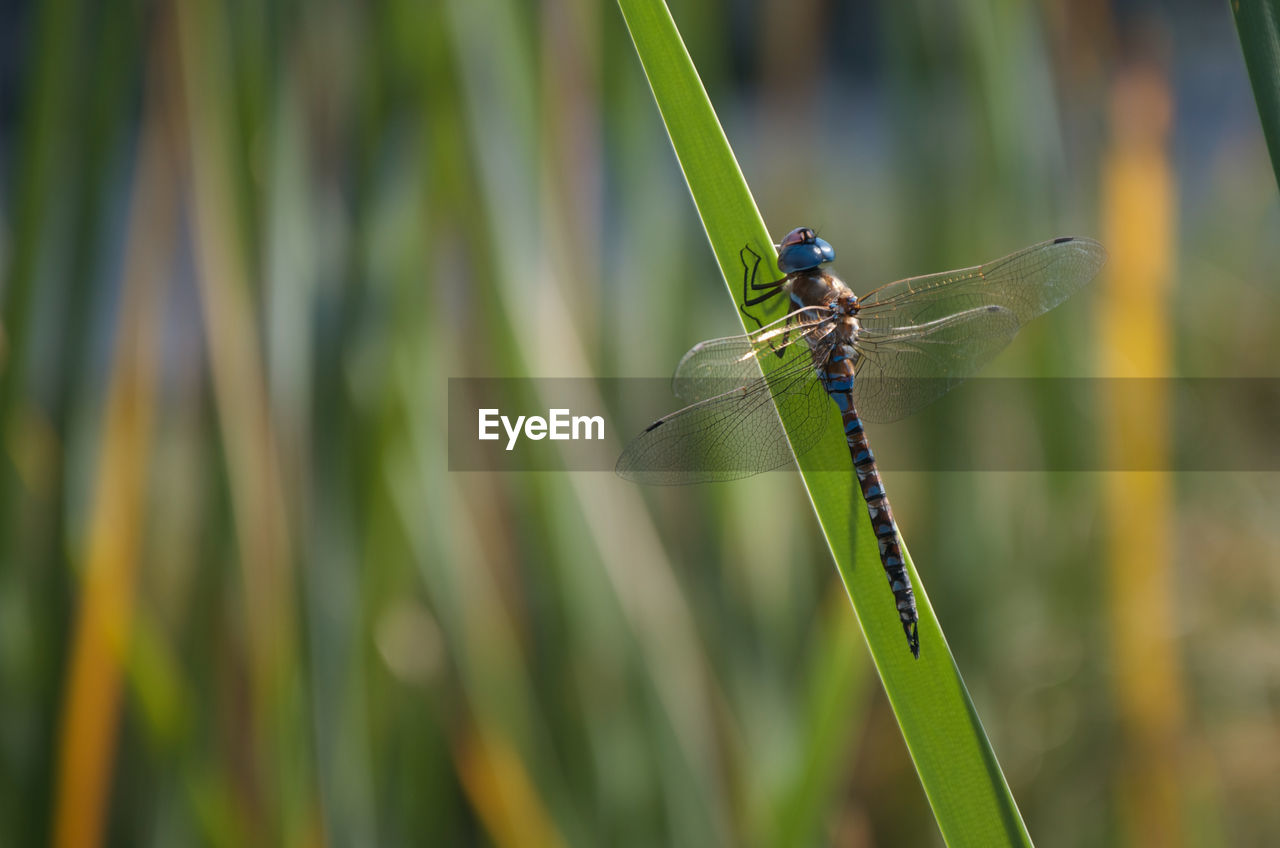 Close-up of damselfly on plant