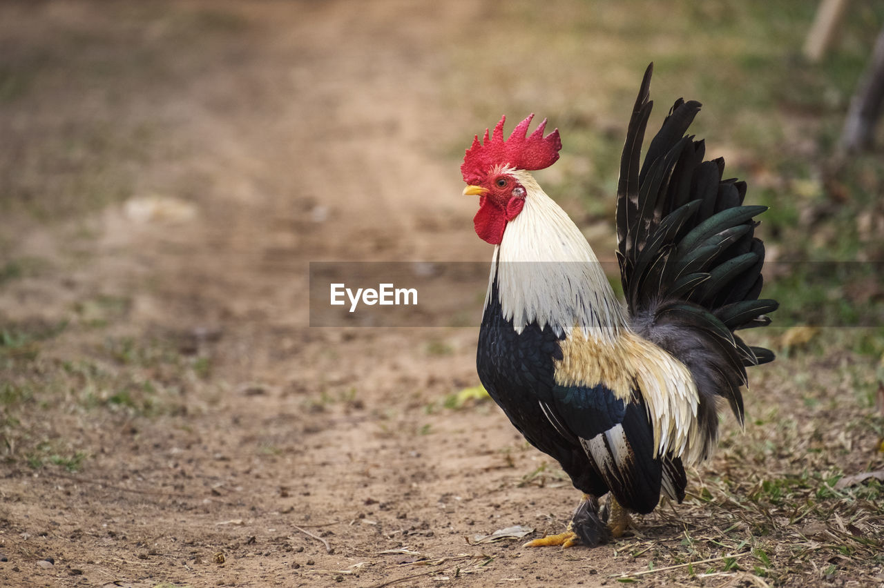 View of a bird on field