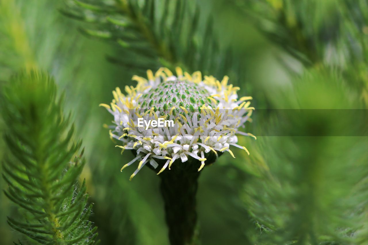 Close-up of flowering plant