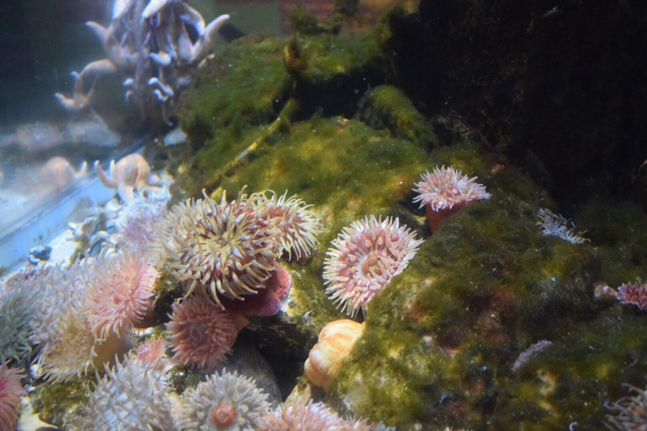 CLOSE-UP OF SUCCULENT PLANT IN WATER