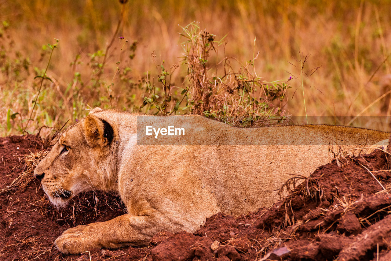 animal, animal themes, animal wildlife, mammal, wildlife, feline, cat, lion - feline, one animal, no people, nature, felidae, lioness, big cat, safari, relaxation, carnivora, savanna, lying down, side view, day, resting, outdoors, animals hunting, travel destinations, masai lion, plant, tourism