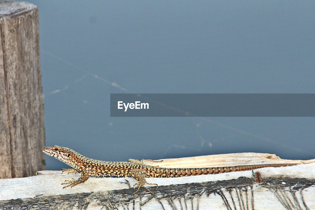CLOSE-UP OF LIZARD ON ROPE AGAINST SKY