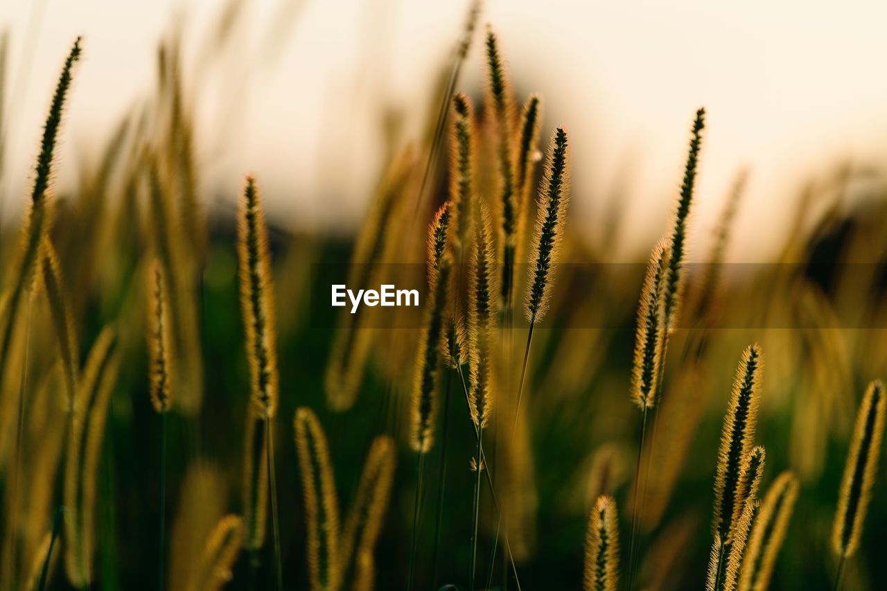 CLOSE-UP OF WHEAT CROPS