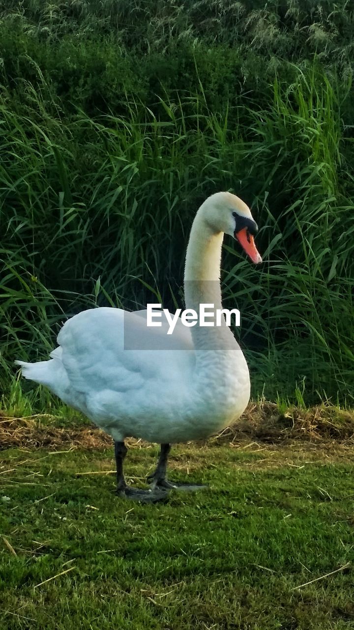 WHITE DUCK ON FIELD