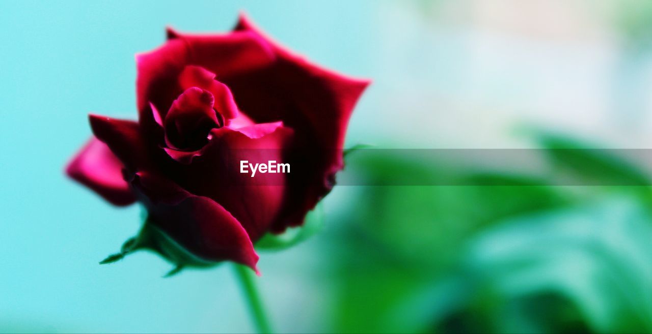 CLOSE-UP OF PINK ROSES