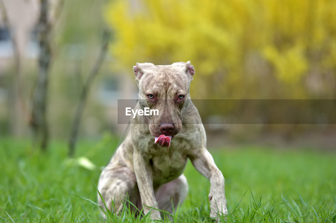 PORTRAIT OF A DOG ON GRASS