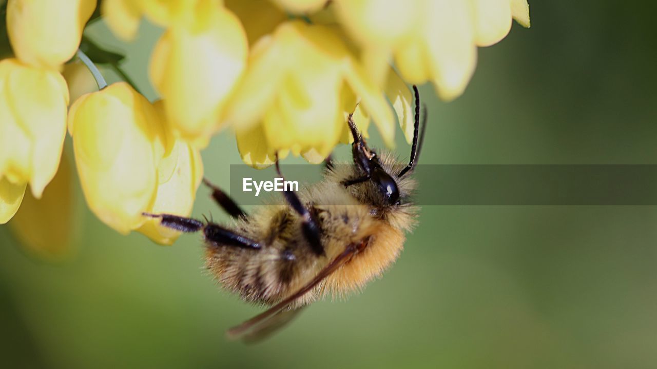 CLOSE-UP OF BEE ON FLOWER