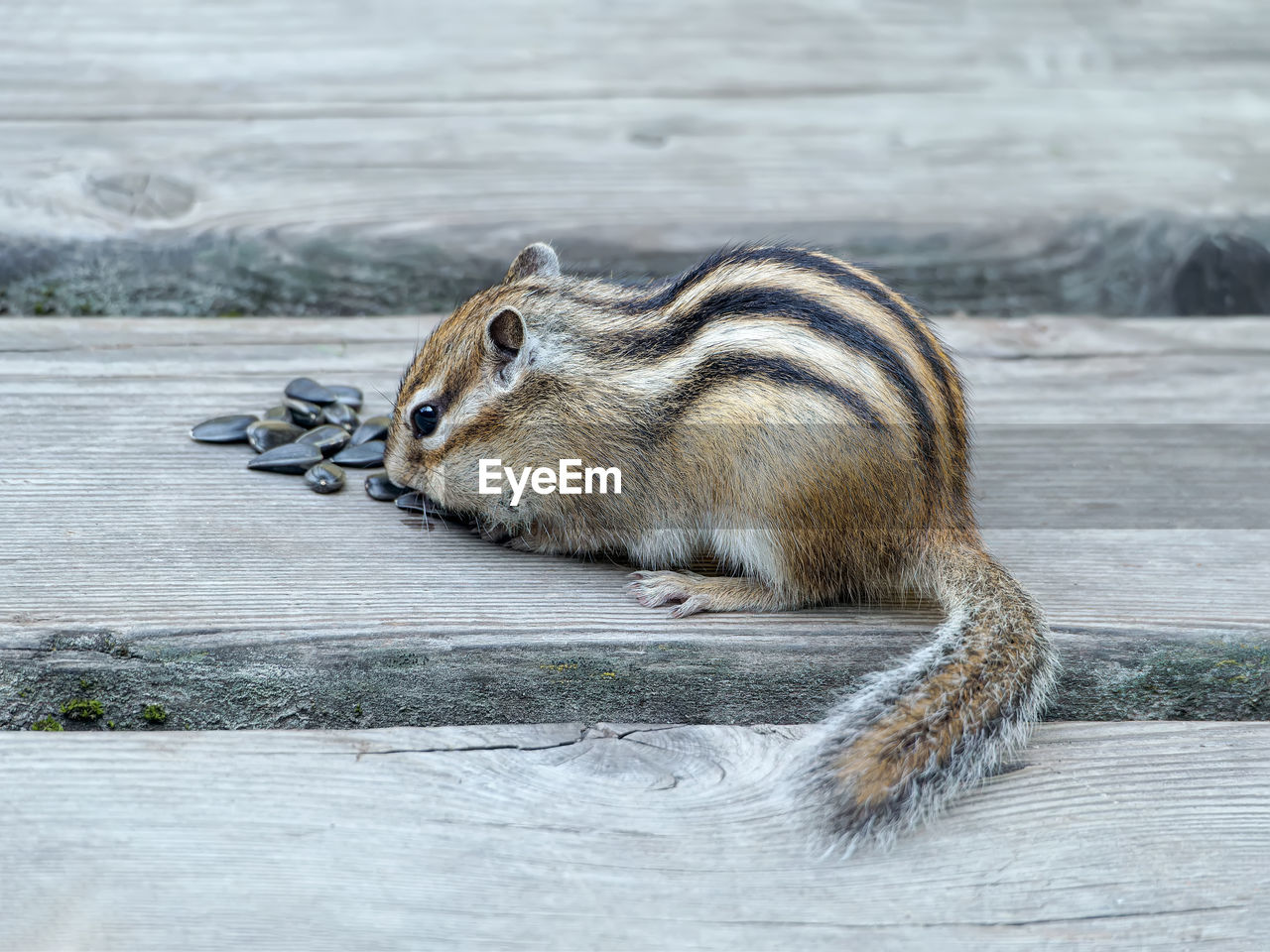 animal, animal themes, animal wildlife, squirrel, one animal, wildlife, mammal, chipmunk, rodent, no people, nature, whiskers, water, day, side view, outdoors, winter, full length
