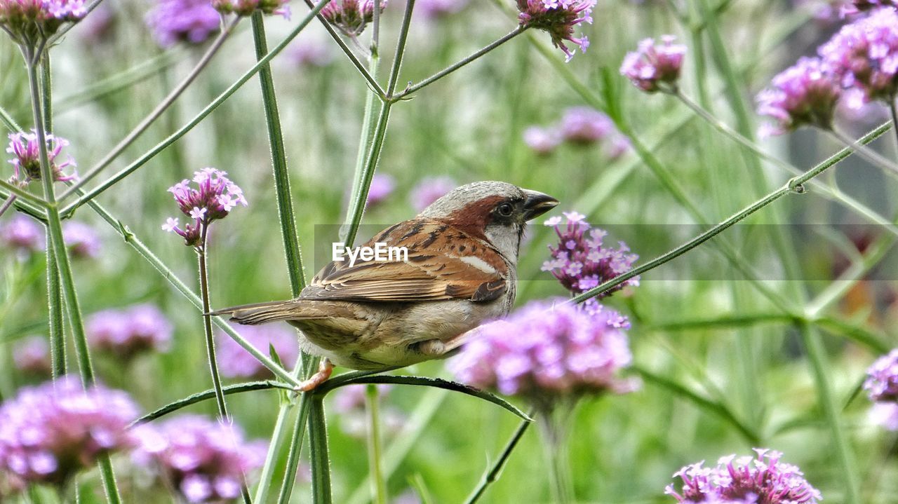 Close-up of sparrow perching on plant