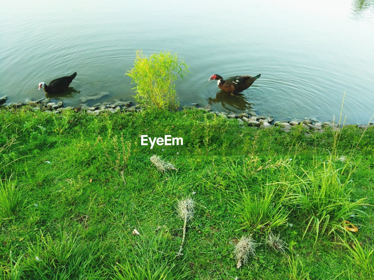 HIGH ANGLE VIEW OF BIRDS PERCHING ON GRASS