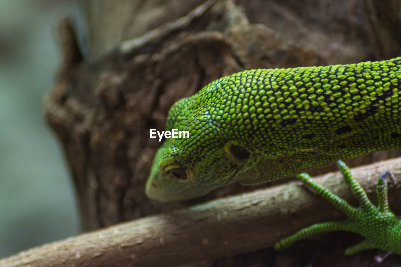 Green tree monitor lizard.