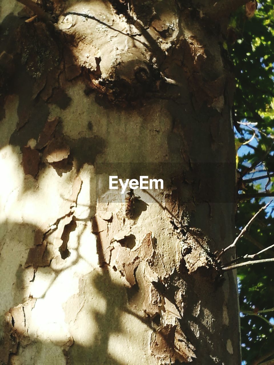 CLOSE-UP VIEW OF TREE TRUNK