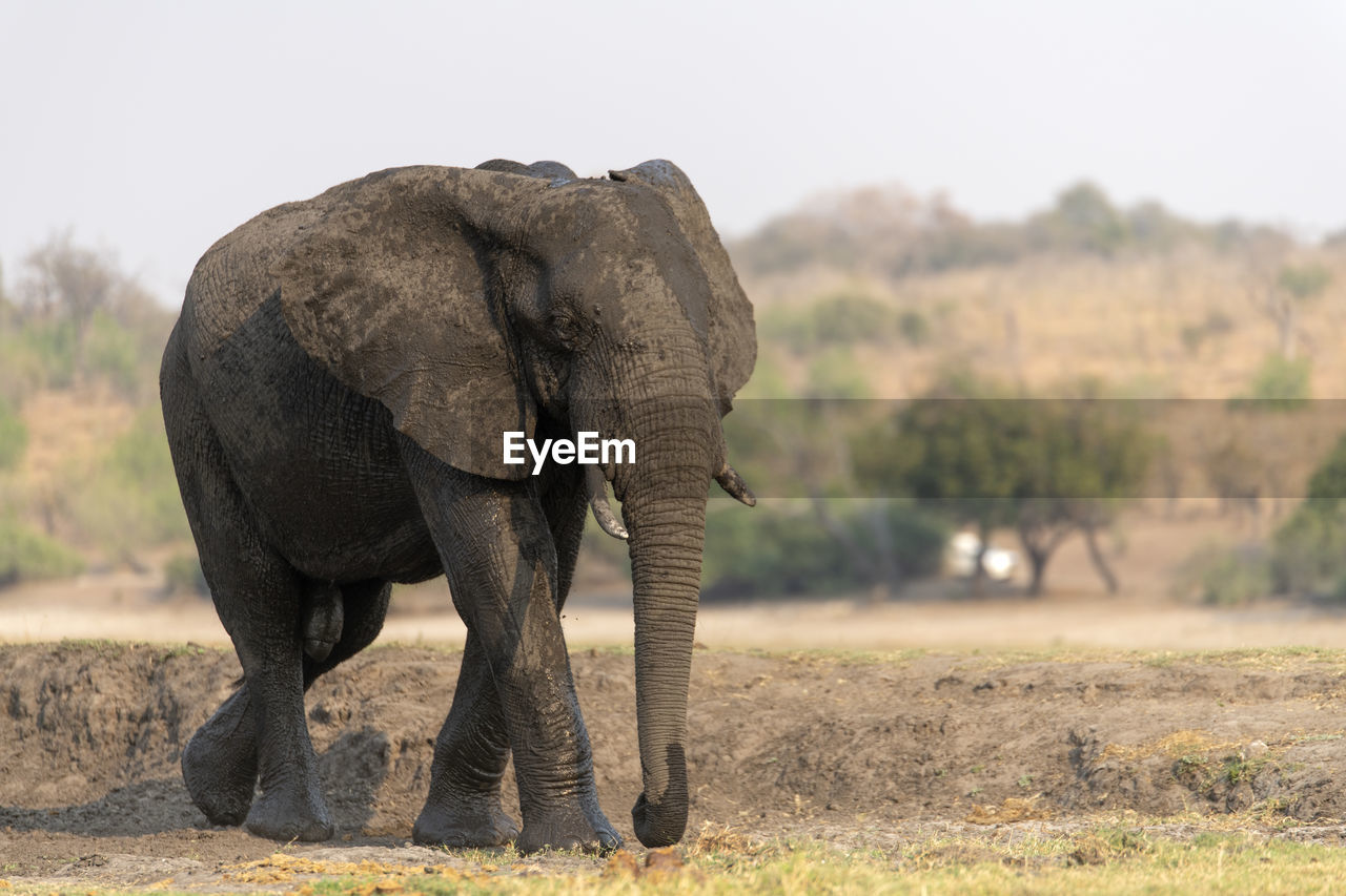 Elephant in a field