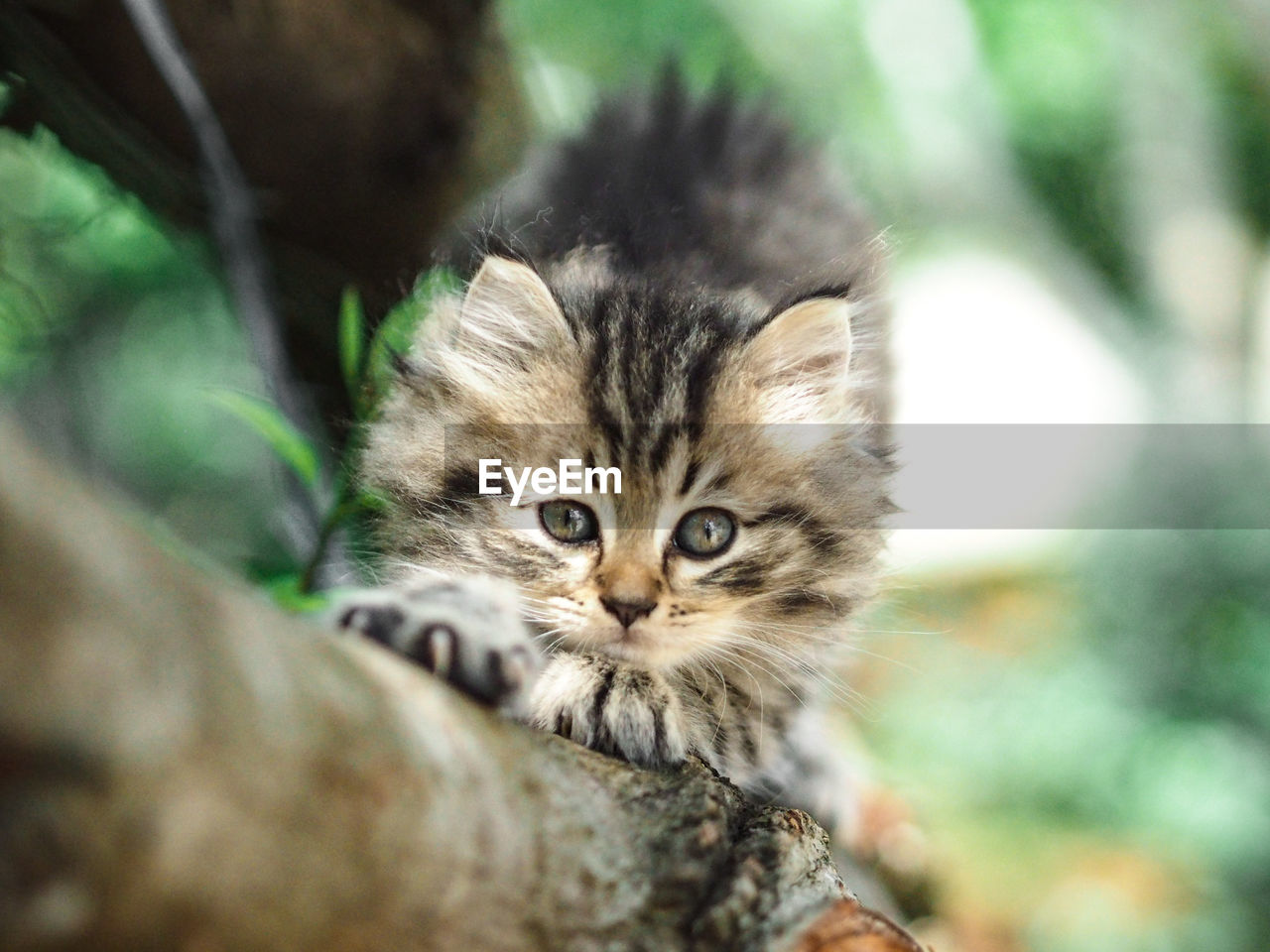 Close-up portrait of a cat