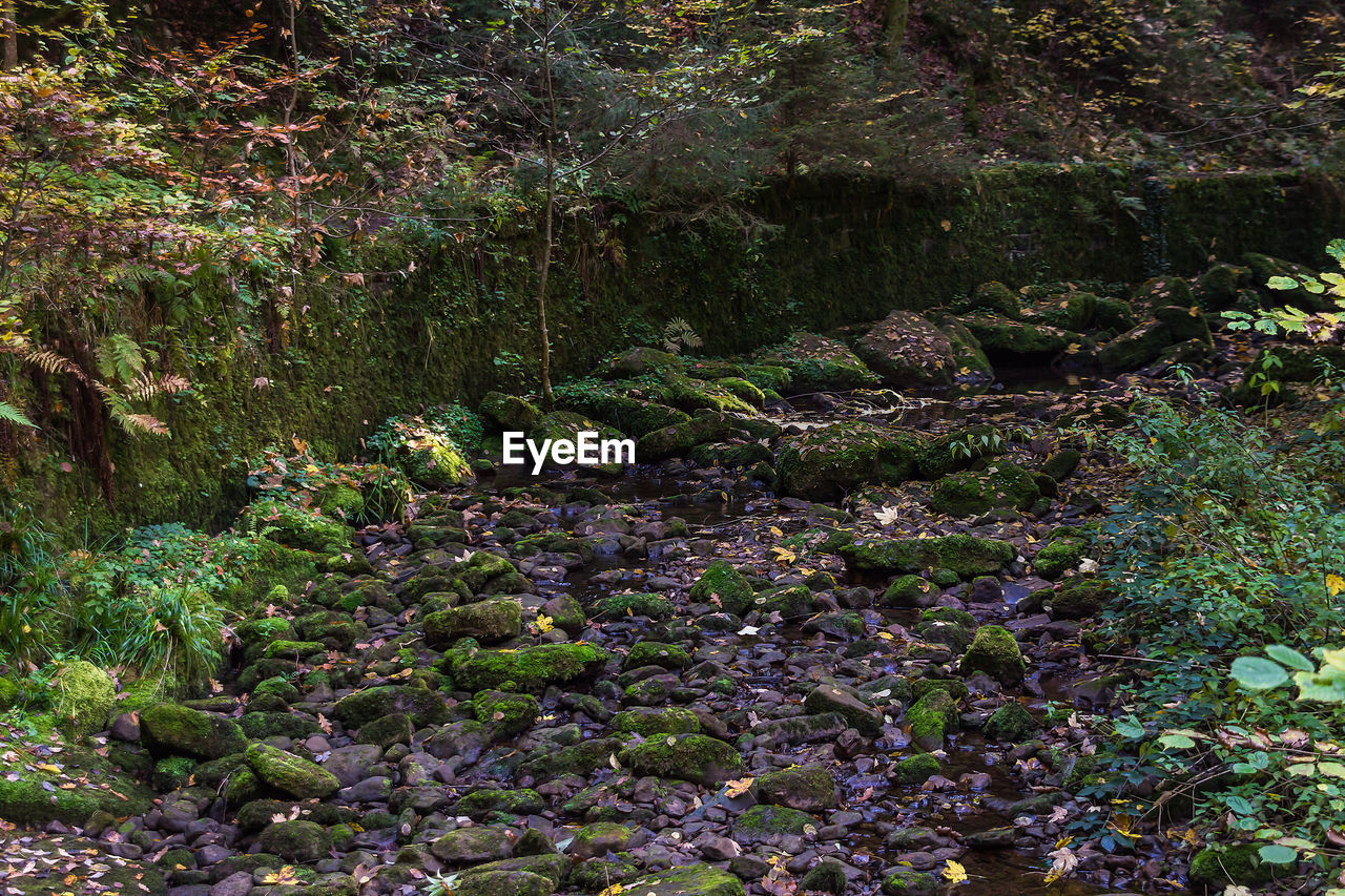 Plants growing in forest