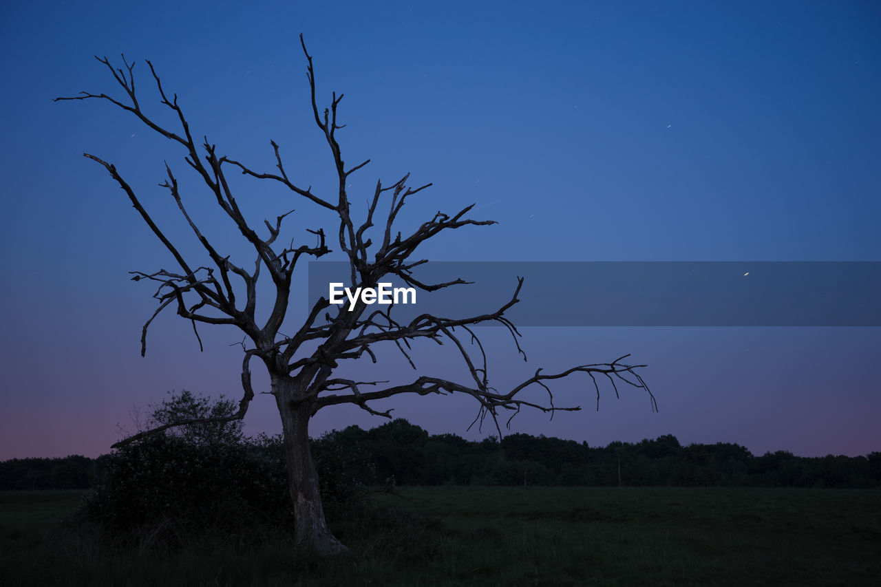 Dead tre in the field during the blue hour