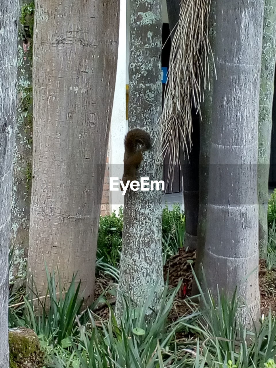 BIRD IN GRASS