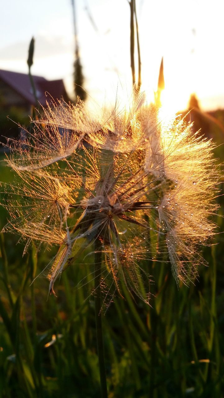 Close-up of dandelions