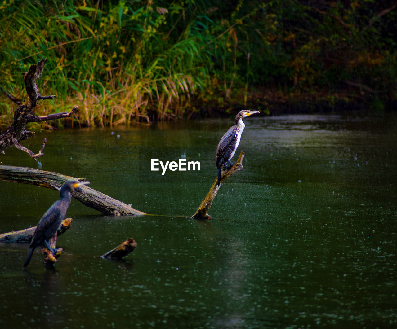 BIRDS PERCHING ON DRIFTWOOD