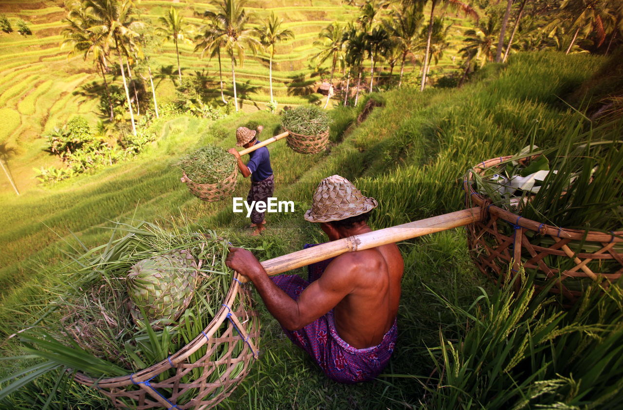 High angle view of farmers walking on rice paddy field