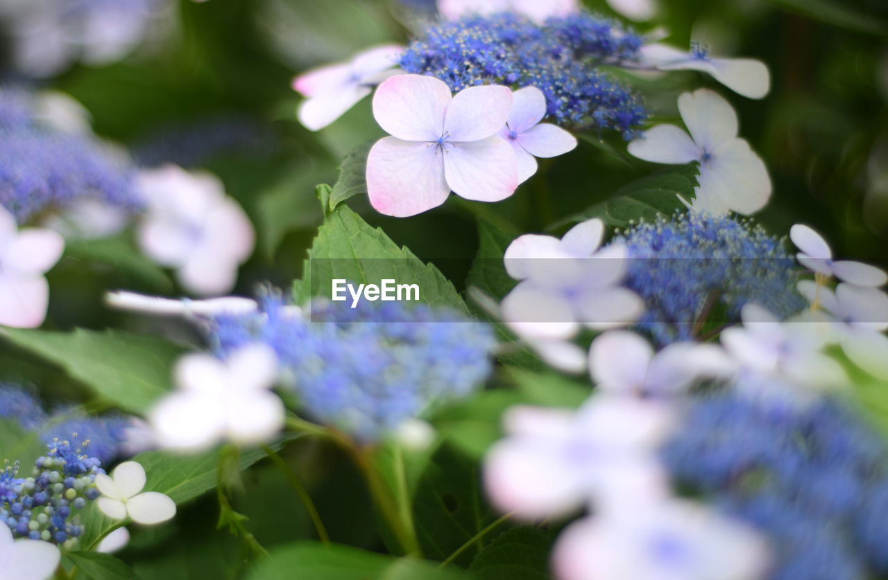 CLOSE-UP OF PURPLE FLOWERS