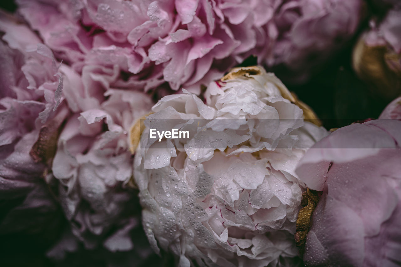 Close-up of wet pink flowering plant