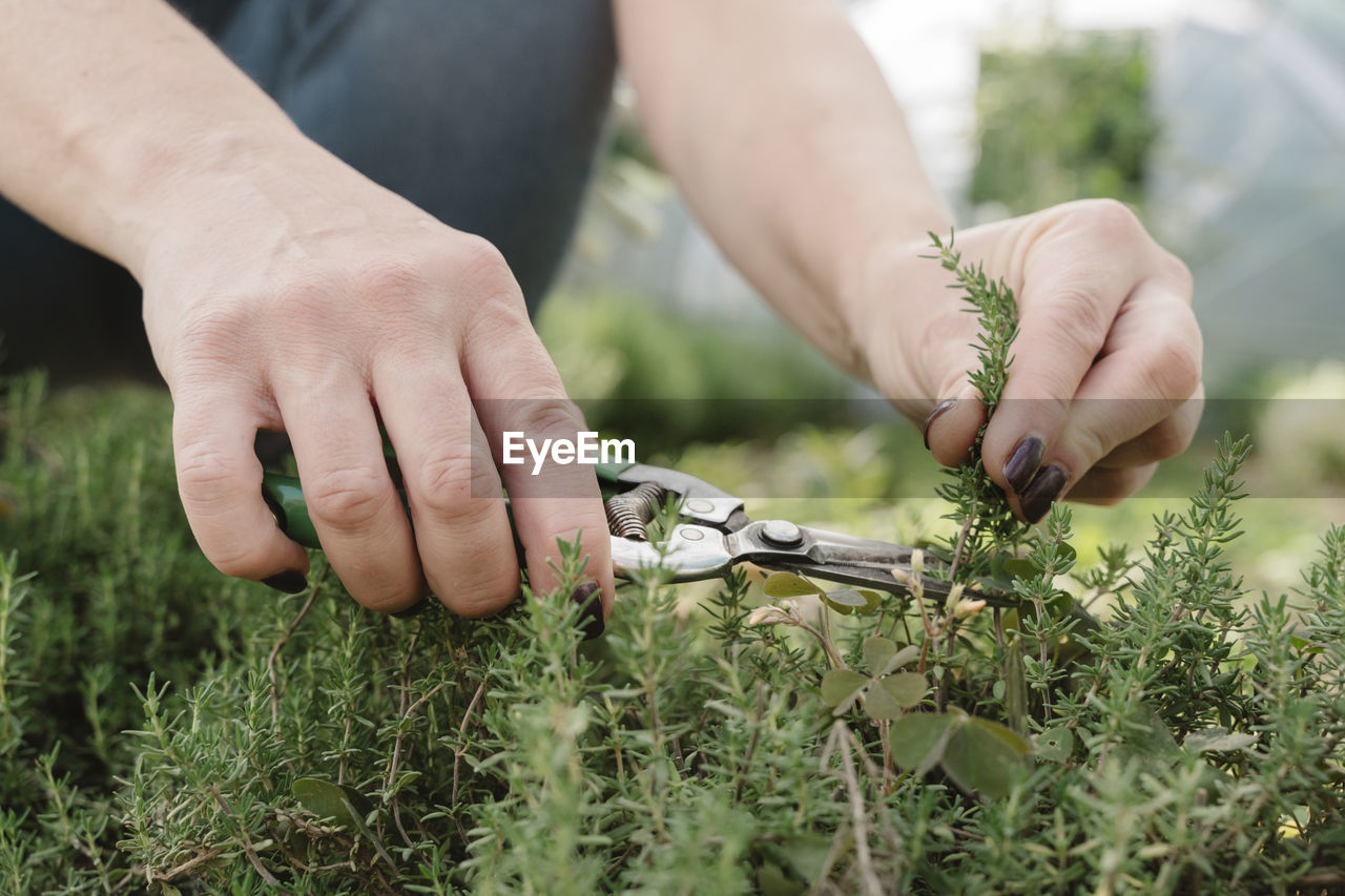 Hands of farmer cutting thyme in farm