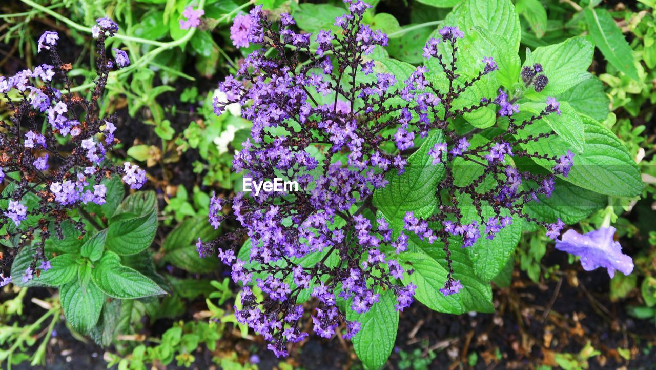 Close-up of purple flowers