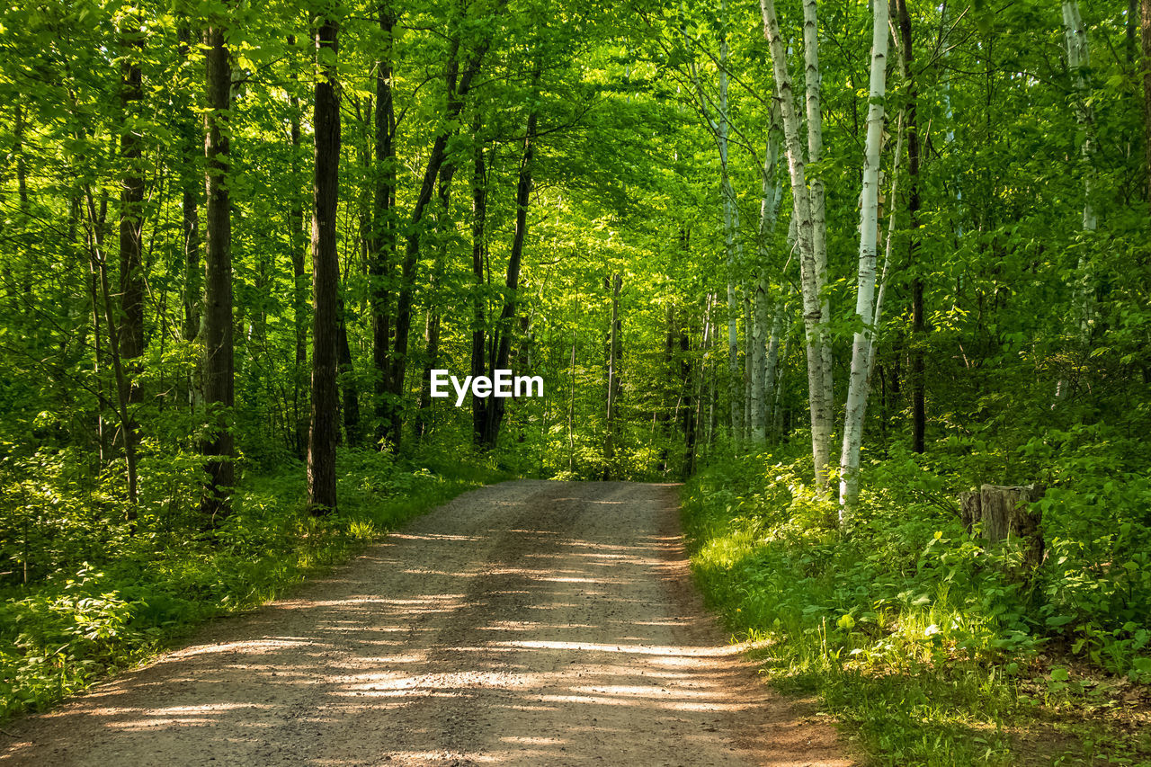 TRAIL ALONG TREES IN FOREST