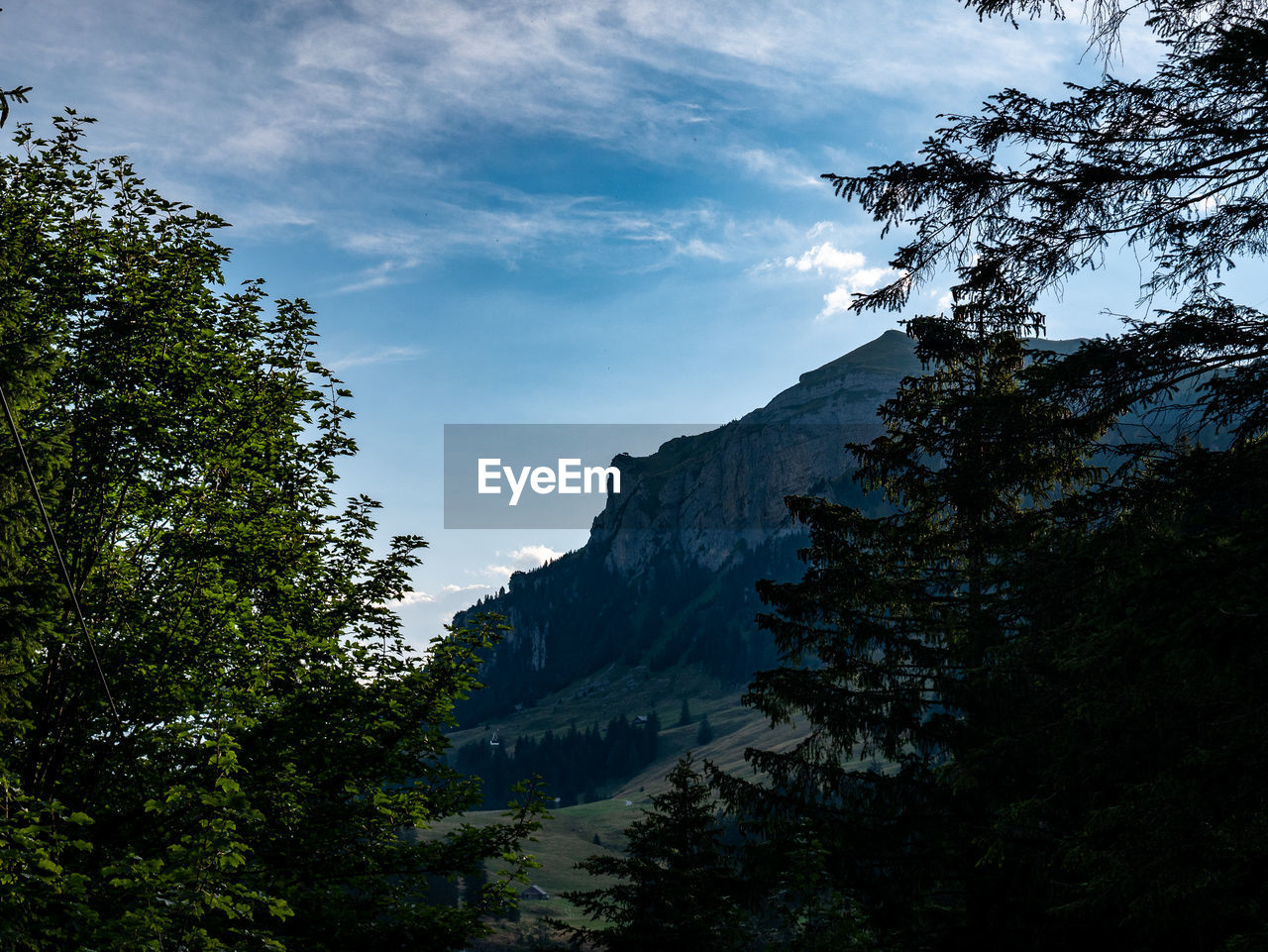 Low angle view of trees against sky