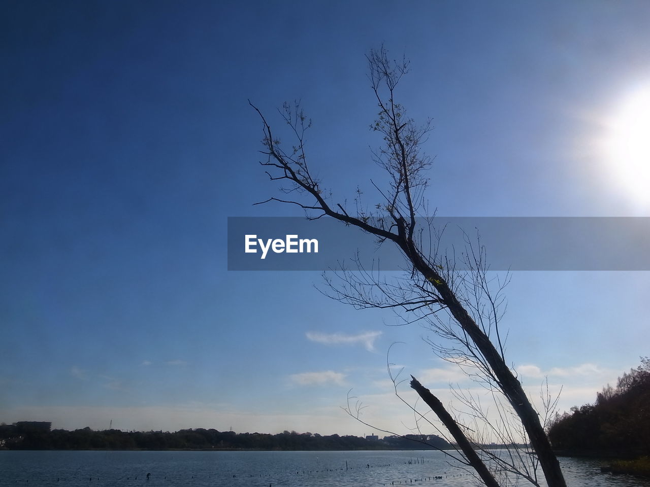 BARE TREE AGAINST SEA