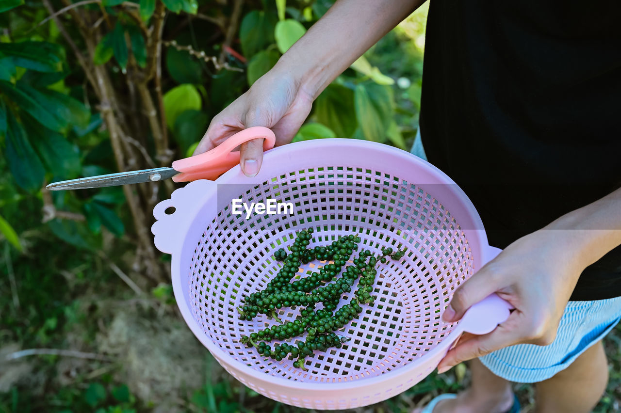 Series photo young woman harvest a fresh pepper from the tree and contain in basket