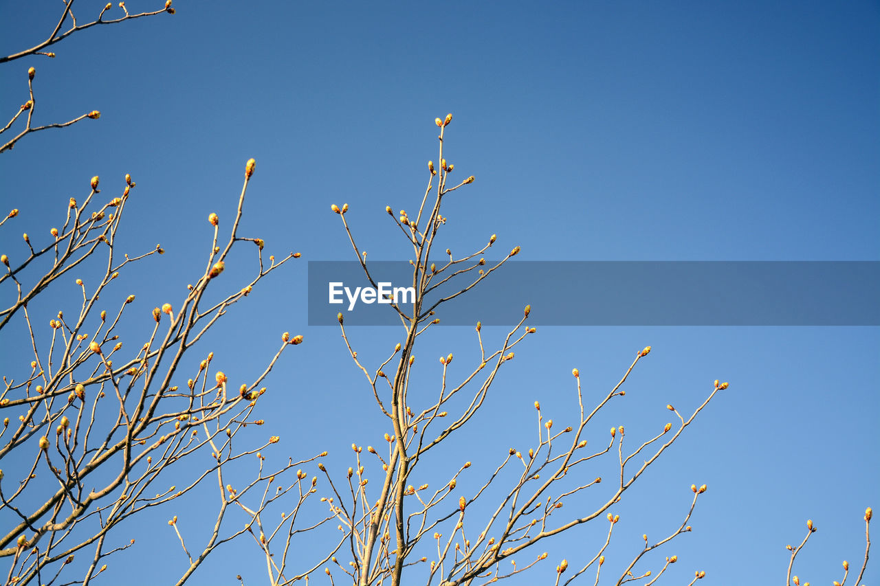 LOW ANGLE VIEW OF TREE AGAINST CLEAR BLUE SKY