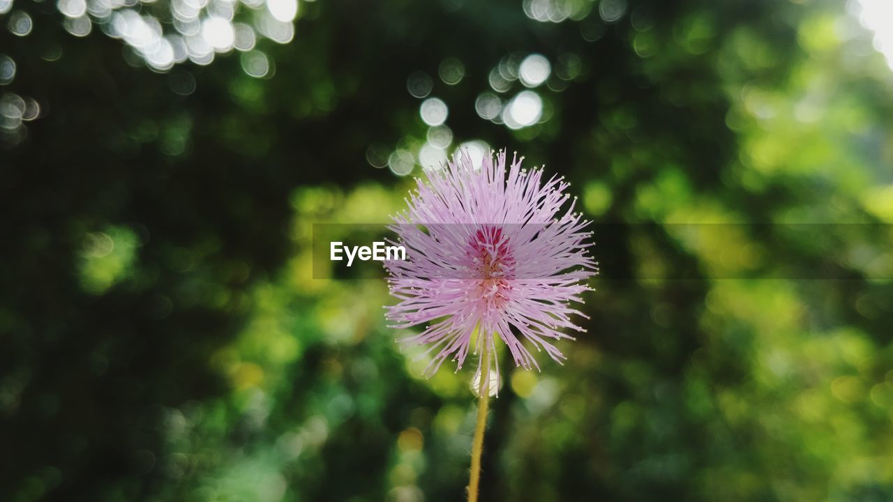 CLOSE-UP OF THISTLE