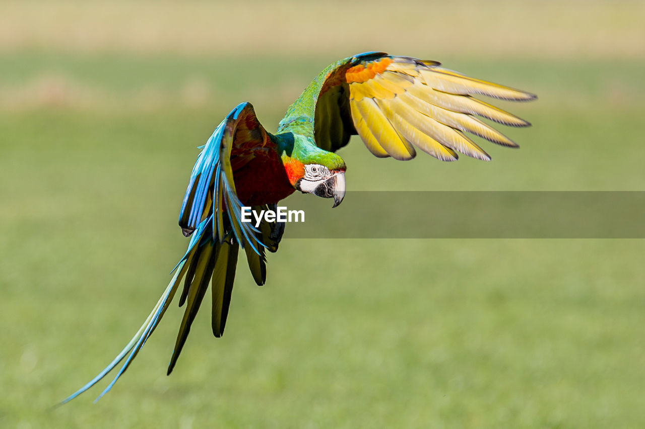 Close-up of parrot flying over field