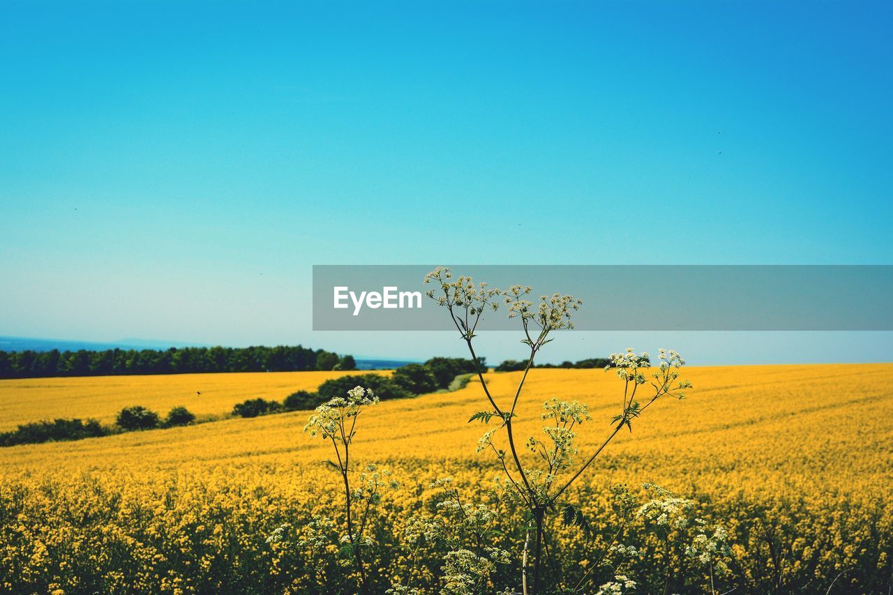 Scenic view of field against clear sky