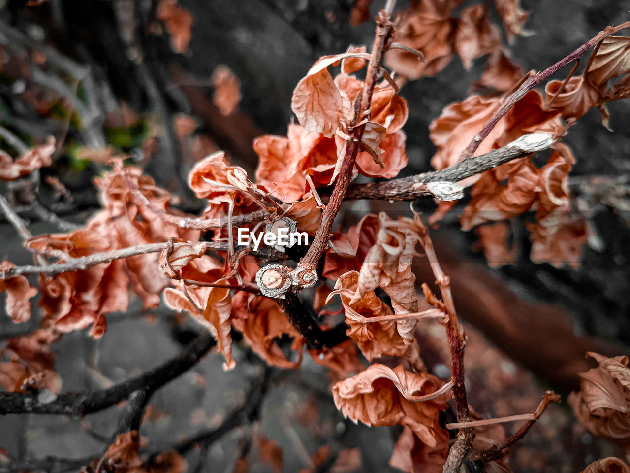 Close-up of dried autumn leaves on tree and color look dry twigs