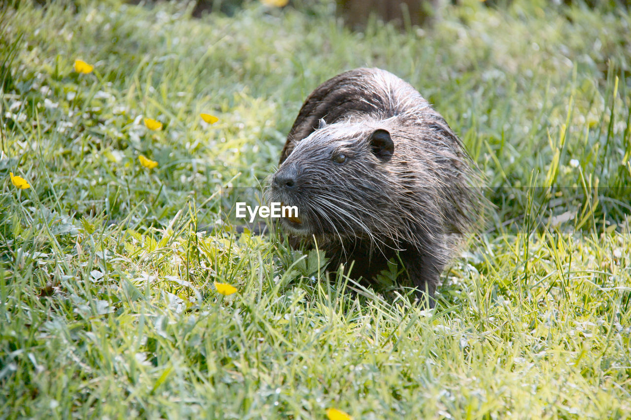 Nutria eating in the grass