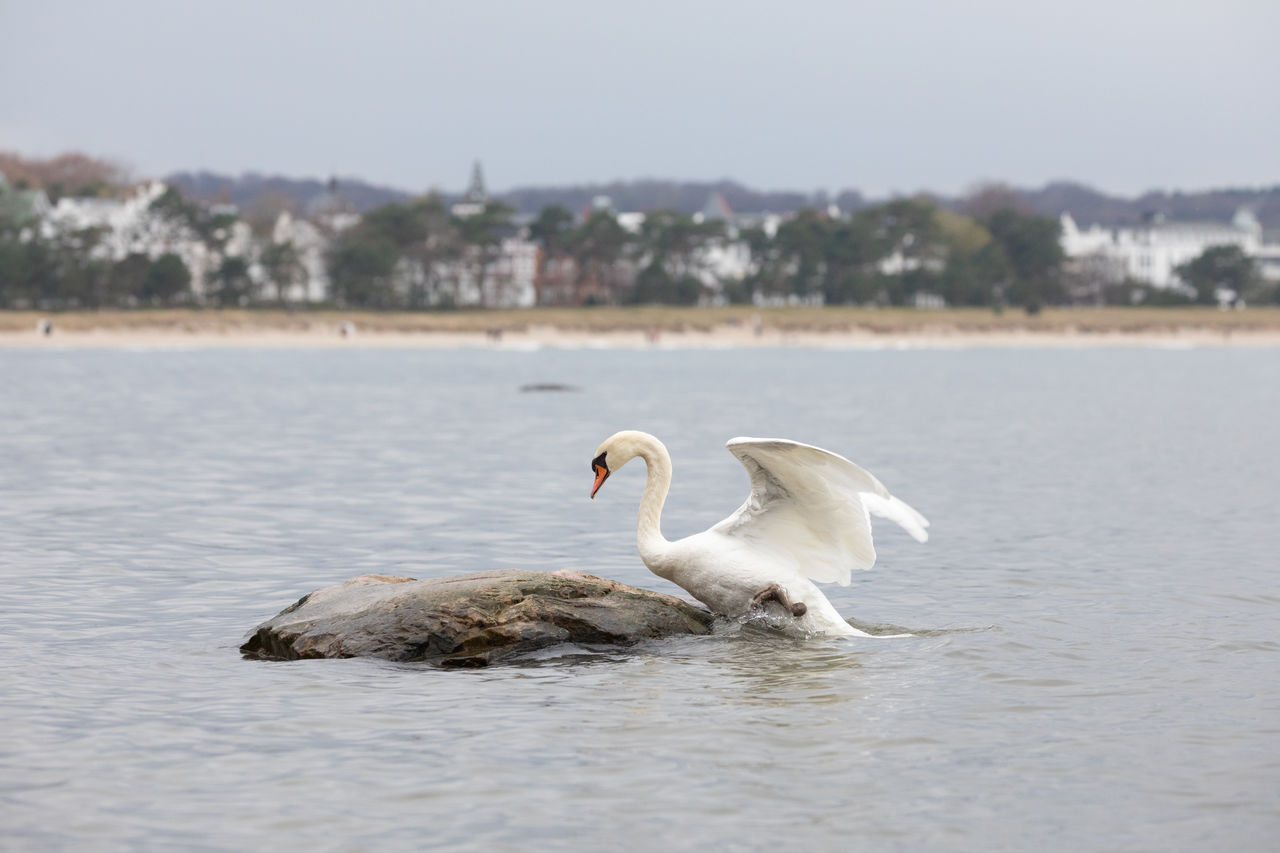 Side view of swan amidst lake