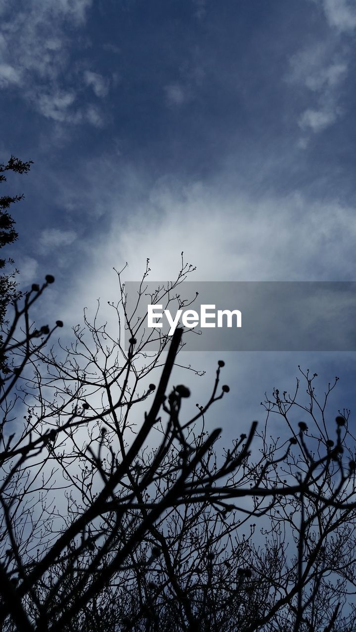 LOW ANGLE VIEW OF SILHOUETTE TREE AGAINST SKY