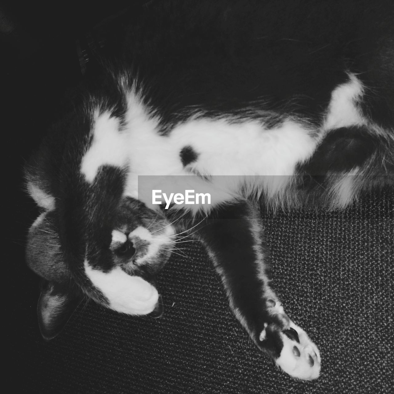 CLOSE-UP OF CAT ON CARPET