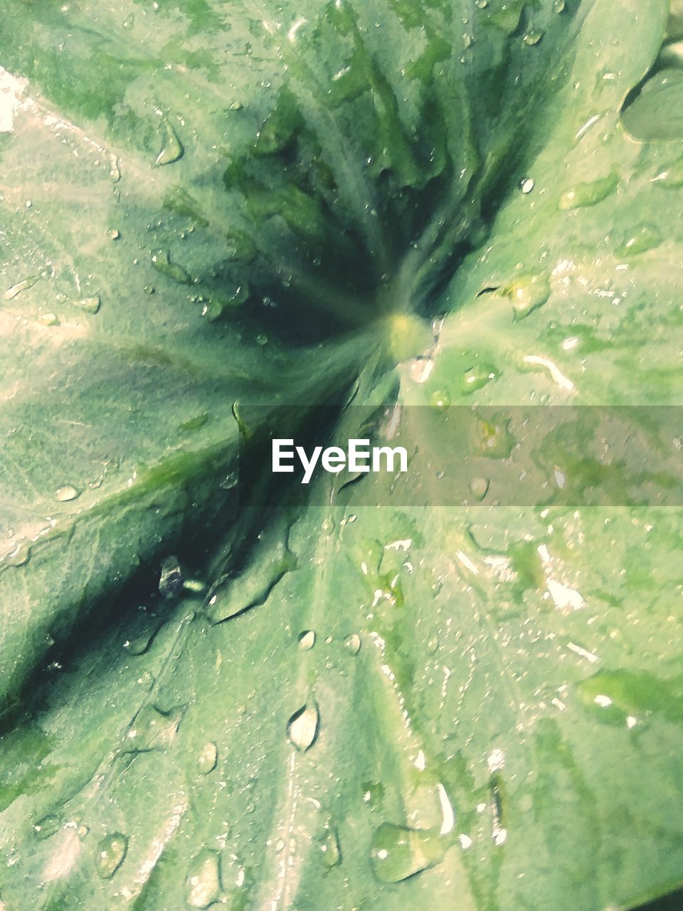 FULL FRAME SHOT OF RAINDROPS ON WET LEAVES