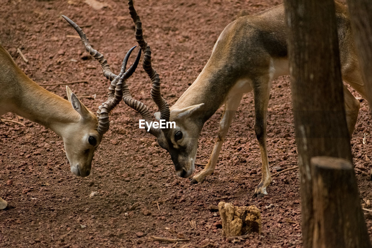 portrait of deer standing on field