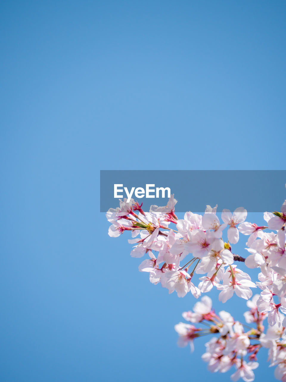 LOW ANGLE VIEW OF PINK CHERRY BLOSSOMS AGAINST BLUE SKY
