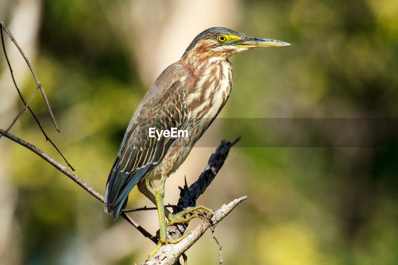 Close-up of bird perching on twig