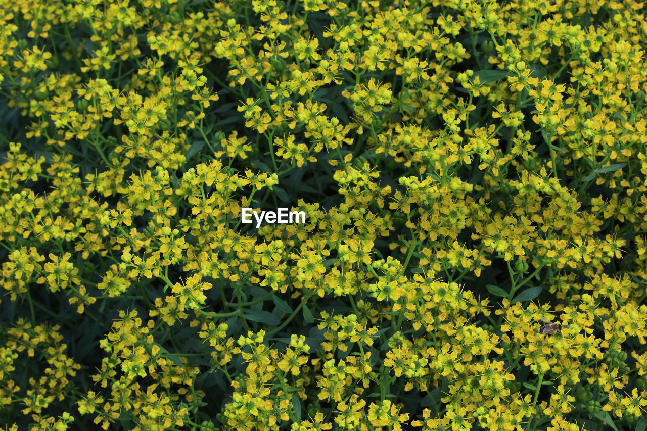 HIGH ANGLE VIEW OF YELLOW FLOWERING PLANT