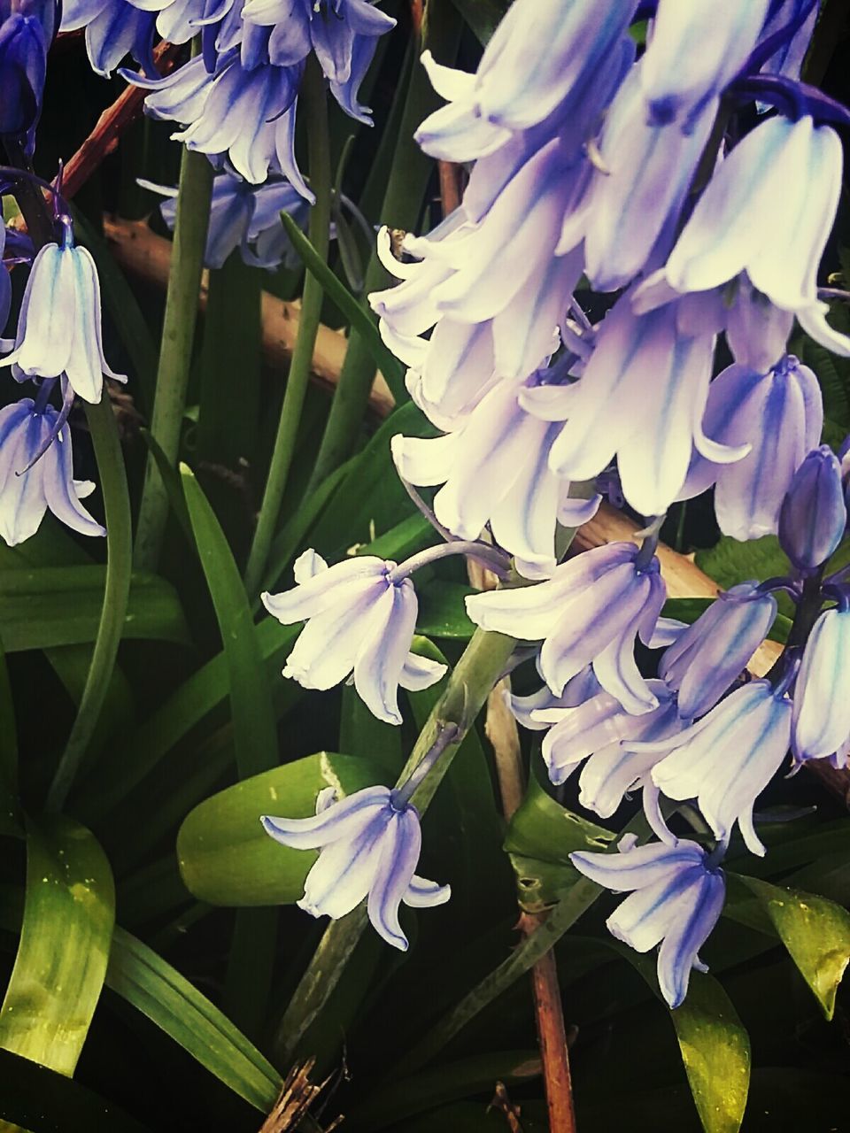 PURPLE FLOWERS BLOOMING OUTDOORS